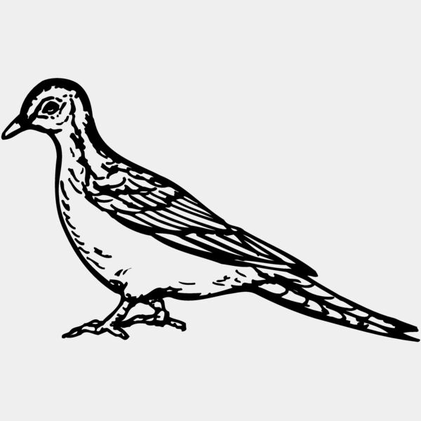 BIRD034 Thumbnail