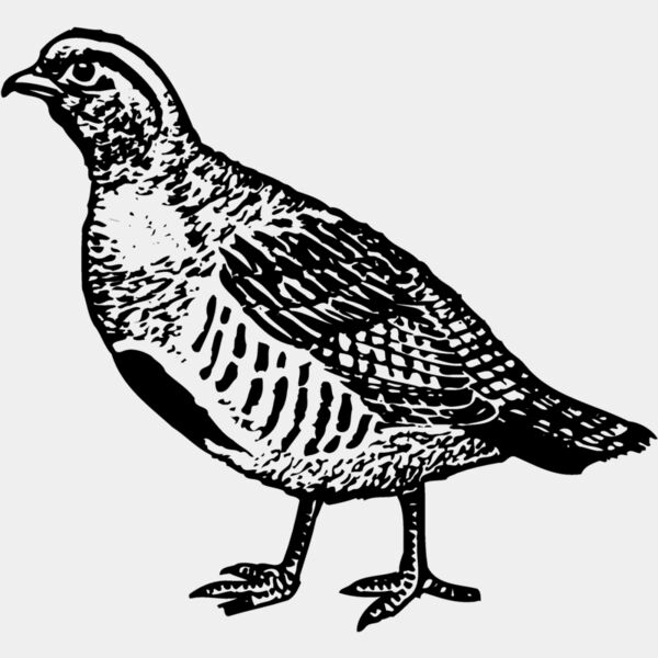 BIRD075 Thumbnail