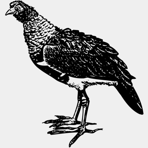BIRD092 Thumbnail